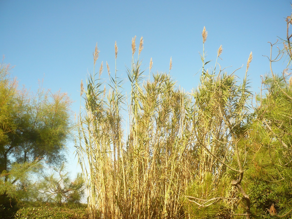Arundo donax (Poaceae)